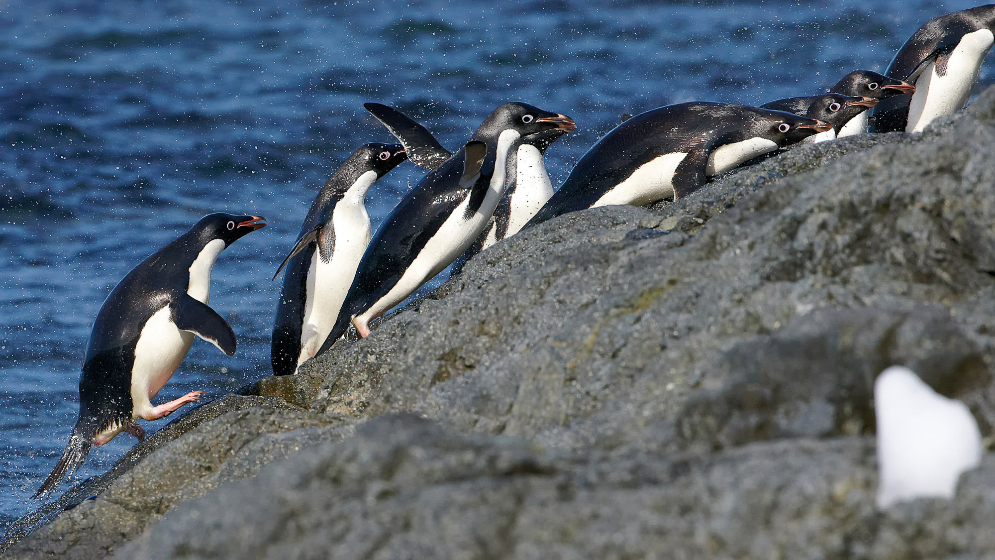 swimming fun with the adelie penguins